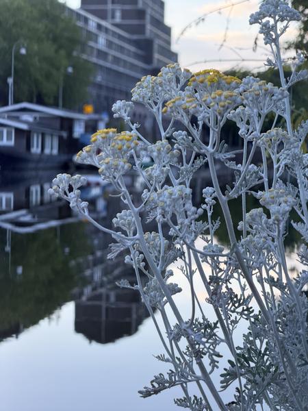 A close-up of a silver-leafed plant with small yellow flowers frames a tranquil canal scene at Entrepotdok, Kadijken, Amsterdam